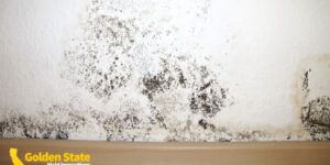 Why Do Mold Inspection Prices Vary So Much?